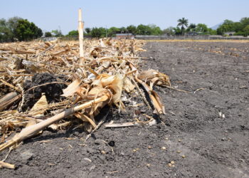 El rastrojo emerge como pieza clave en la transformación de los sistemas agrícolas