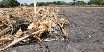 El rastrojo emerge como pieza clave en la transformación de los sistemas agrícolas