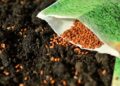 Desabasto de semilla calificada afecta producción de maíz y cultivos estratégicos en México