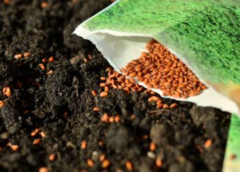 Desabasto de semilla calificada afecta producción de maíz y cultivos estratégicos en México