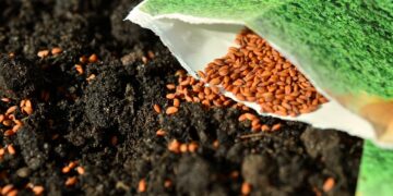 Desabasto de semilla calificada afecta producción de maíz y cultivos estratégicos en México