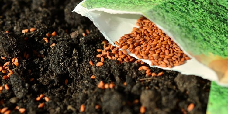 Desabasto de semilla calificada afecta producción de maíz y cultivos estratégicos en México