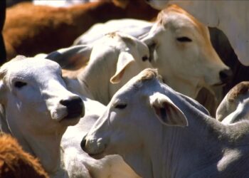 Rompe gusano barrenador del ganado barrera de los 20 estados con casos activos