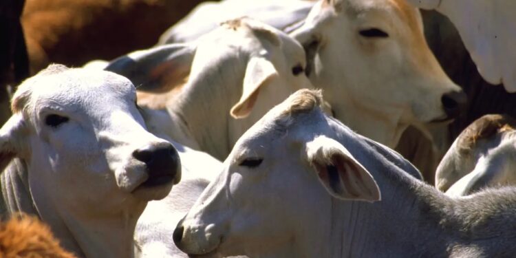 Rompe gusano barrenador del ganado barrera de los 20 estados con casos activos