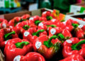 Después de 16 años de gestiones, México exporta pimiento morrón a Japón