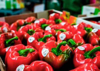 Después de 16 años de gestiones, México exporta pimiento morrón a Japón