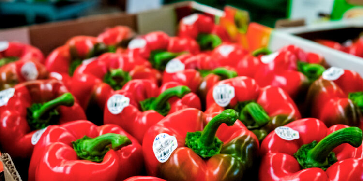 Después de 16 años de gestiones, México exporta pimiento morrón a Japón