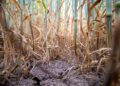 «El Niño» puede elevar la inseguridad alimentaria en América Latina y el Caribe