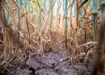 «El Niño» puede elevar la inseguridad alimentaria en América Latina y el Caribe