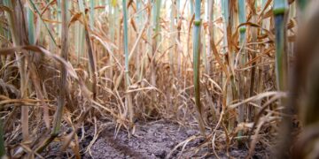 «El Niño» puede elevar la inseguridad alimentaria en América Latina y el Caribe