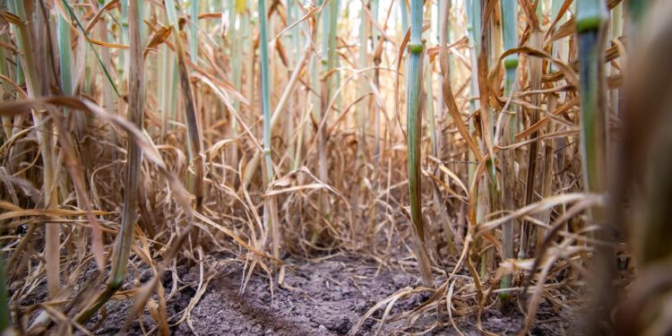«El Niño» puede elevar la inseguridad alimentaria en América Latina y el Caribe