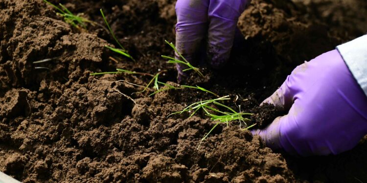 Más allá de la bóveda: semillas y procesos que sostienen la seguridad alimentaria y la estabilidad global