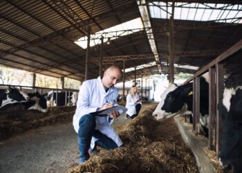 Gusano barrenador en EU pone en alerta máxima a ganaderos