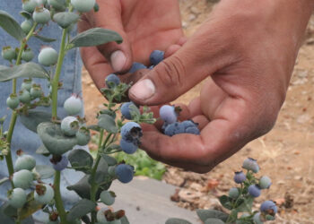 La industria de berries es el segundo sector más rentable del agro en México