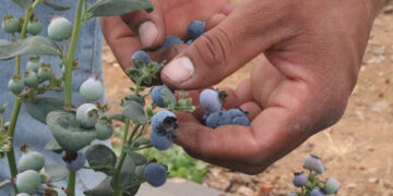La industria de berries es el segundo sector más rentable del agro en México