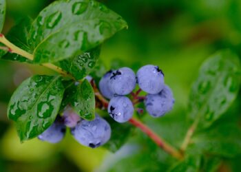 Lluvias, innovación y campo orgánico: BIOTECH México rumbo a Aneberries 2026