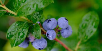 Lluvias, innovación y campo orgánico: BIOTECH México rumbo a Aneberries 2026
