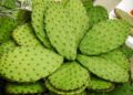Un nuevo fertilizante orgánico a base de residuos de nopal