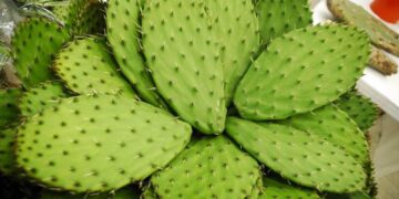 Un nuevo fertilizante orgánico a base de residuos de nopal