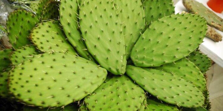 Un nuevo fertilizante orgánico a base de residuos de nopal