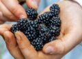 Certificado Laboral para la Agroexportación: el nuevo reto para la industria de berries