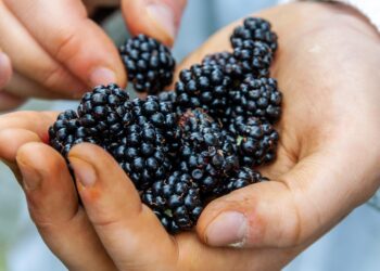 Certificado Laboral para la Agroexportación: el nuevo reto para la industria de berries