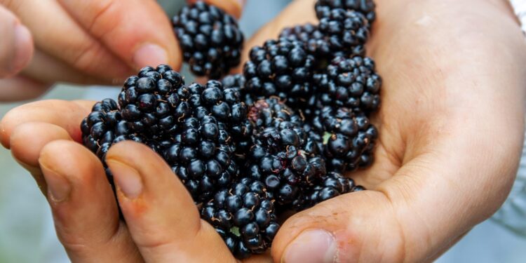 Certificado Laboral para la Agroexportación: el nuevo reto para la industria de berries