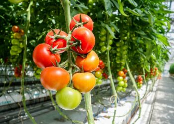 La horticultura protegida en México sigue siendo rentable