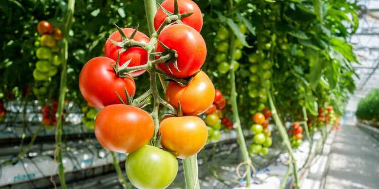 La horticultura protegida en México sigue siendo rentable