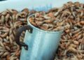 Con residuos de mariscos, empresa universitaria crea bioestimulantes