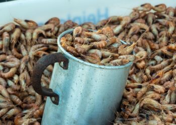 Con residuos de mariscos, empresa universitaria crea bioestimulantes