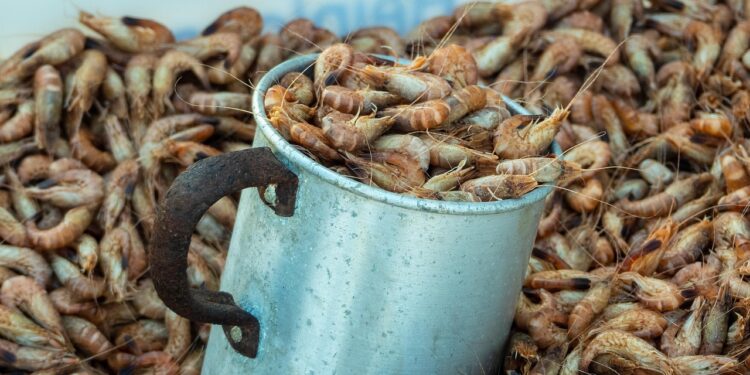 Con residuos de mariscos, empresa universitaria crea bioestimulantes