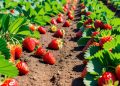 Insectos benéficos: aliados estratégicos para el control biológico en berries